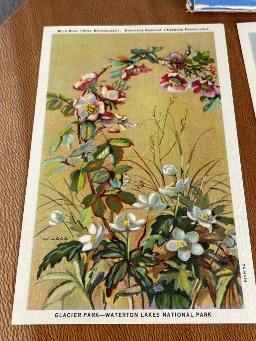 Vintage Pack of Postcards Glacier-Waterton National Parks Floral Set of 12